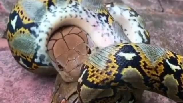 Snake VS Snake