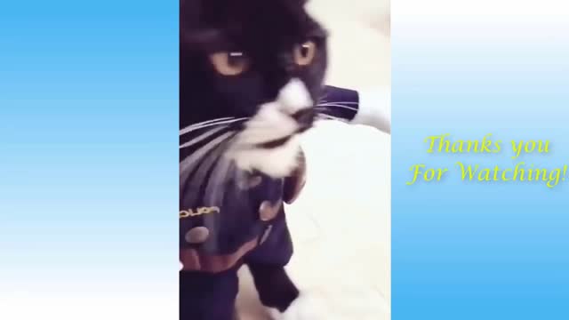 Cat Walks Proudly