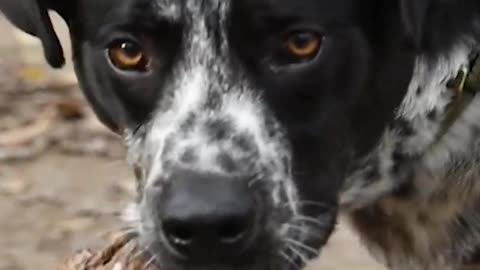 Dog finds the bone of a wild animal!