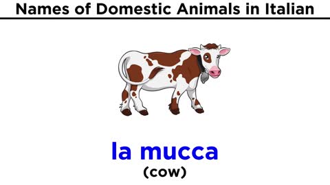 Italian Vocabulary Domestic Animals