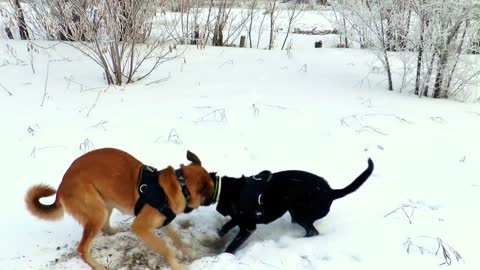 dogs play winter