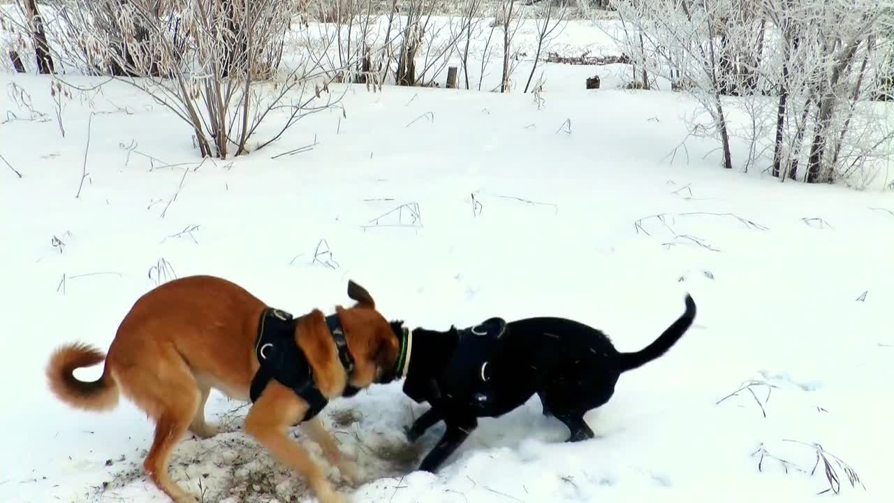 dogs play winter