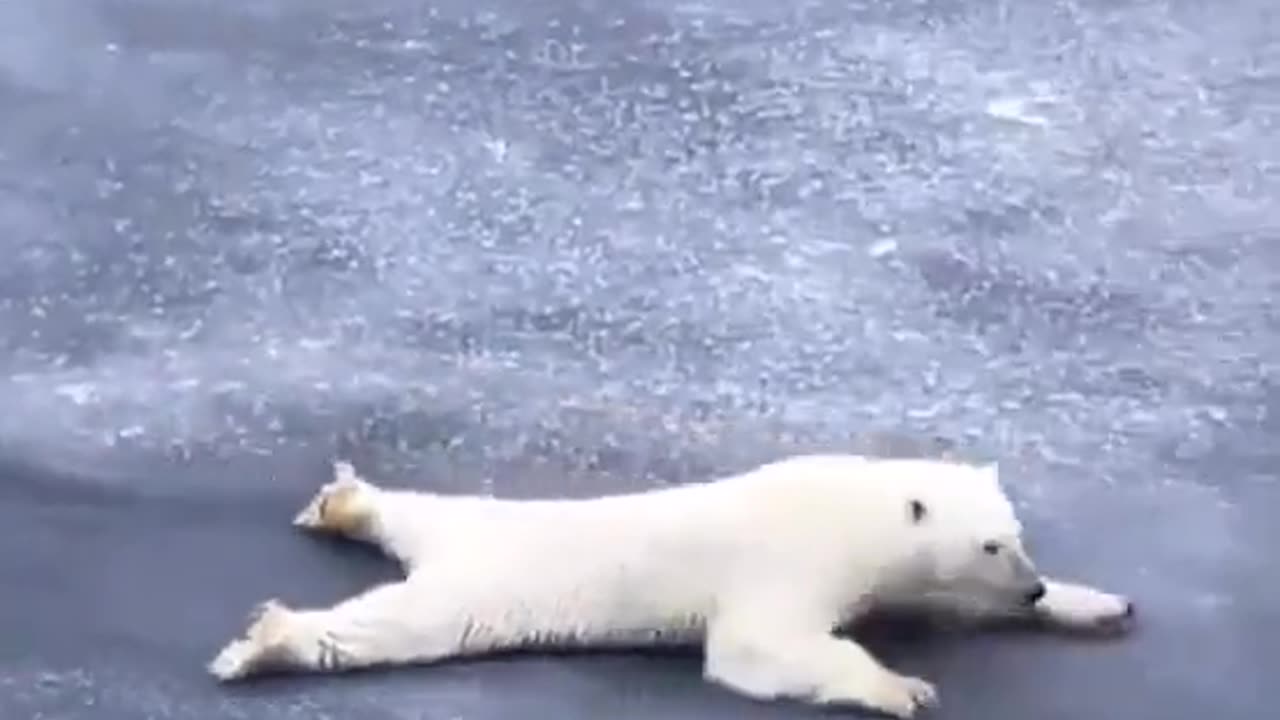 Polar bear practicing physics