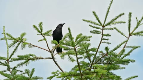 Beautiful greenery