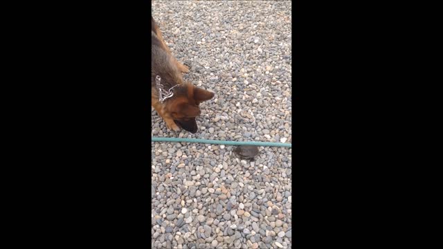 German Shepherd befriends tiny baby turtle (not baby anymore) part 2