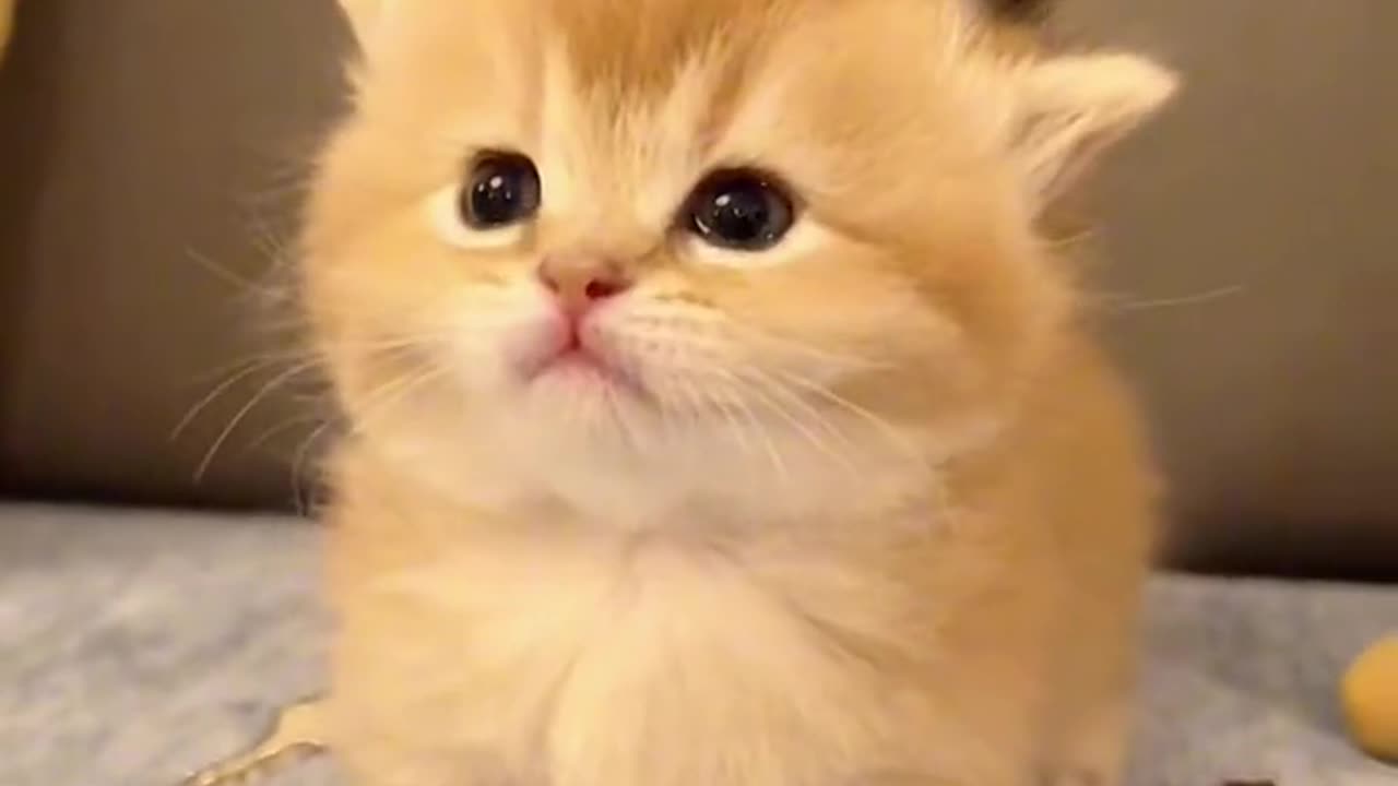 Cute cat🥰