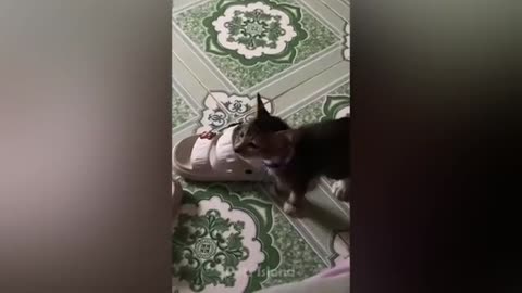 funny,dog,videos