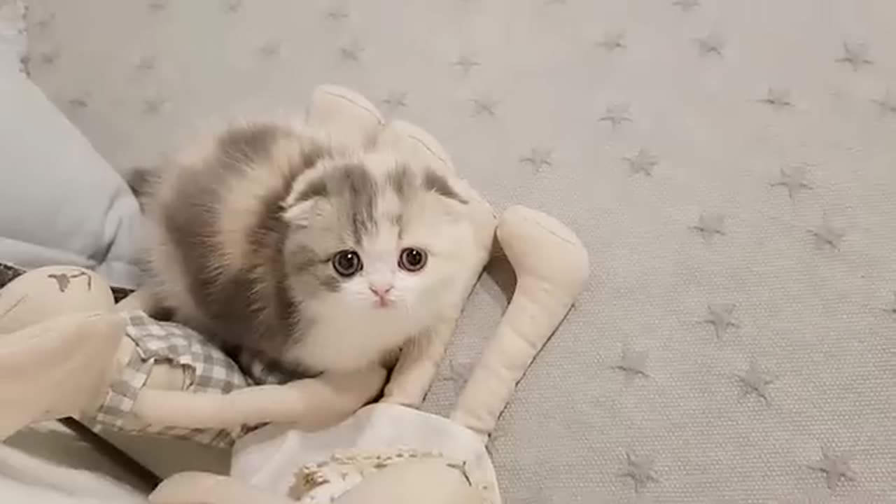 0:03 / 0:41 cute kitten videos short leg cat