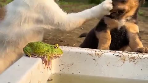 Funny Animal videos 😂