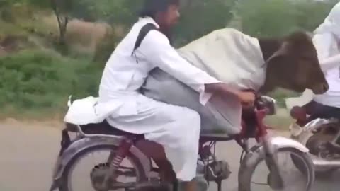 Pakistani man carrying a cow on a bike funny video