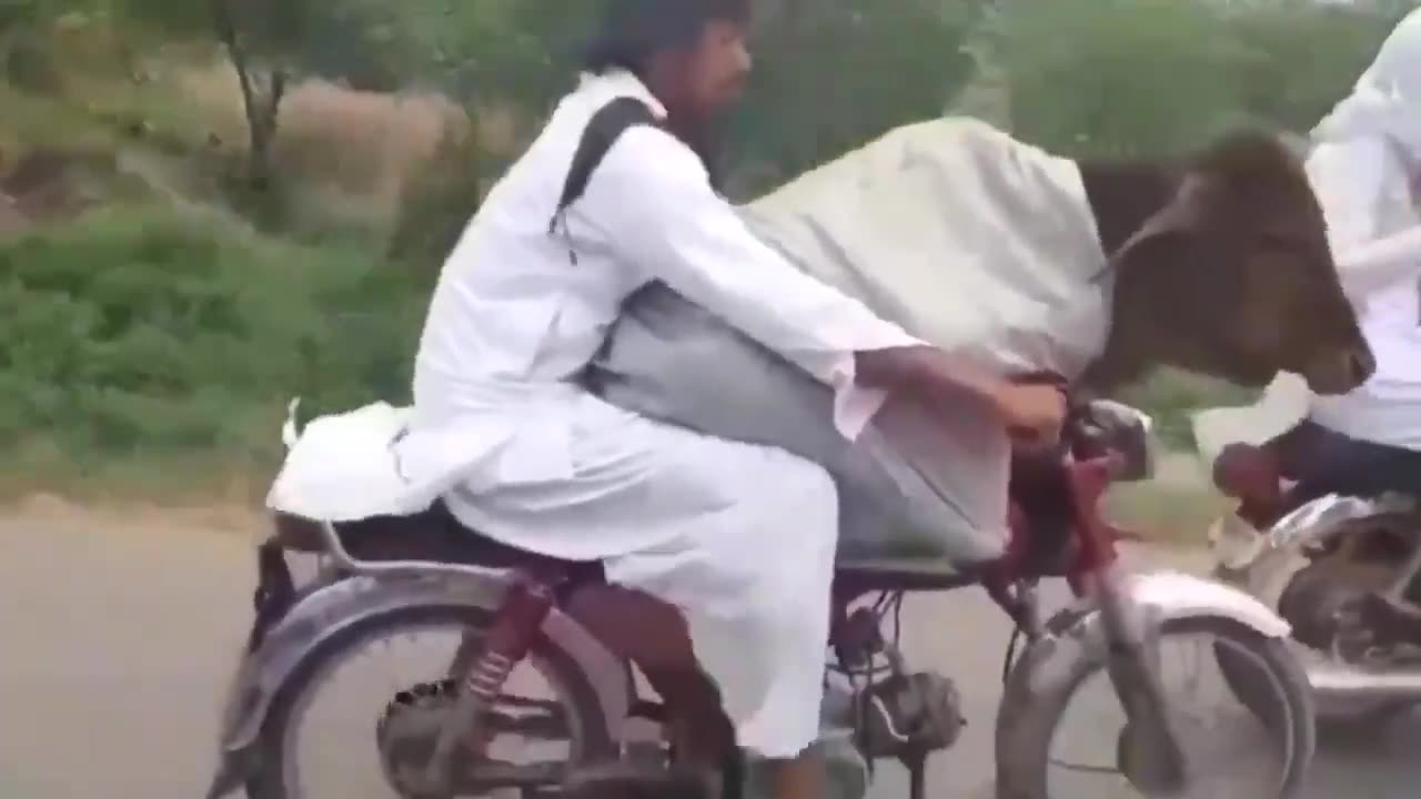 Pakistani man carrying a cow on a bike funny video