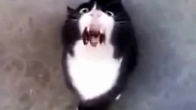 funny videos cats talking