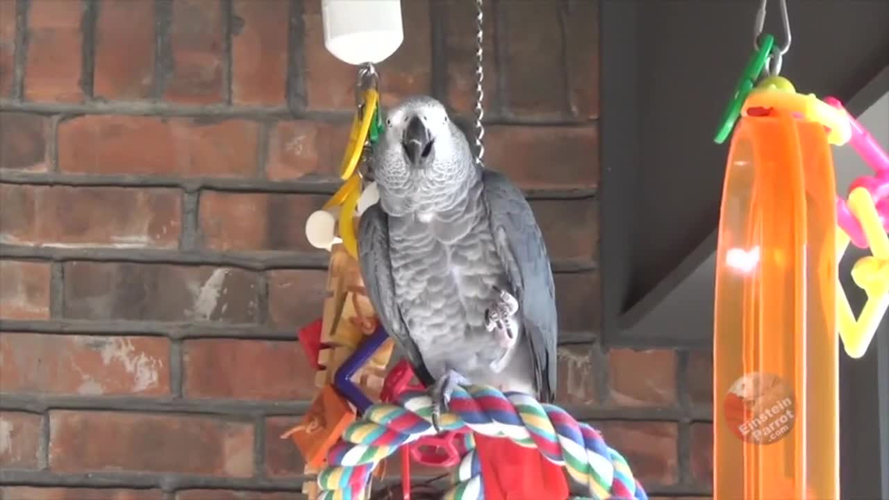 Einstein the talking parrot talks about the Theory of Relativity