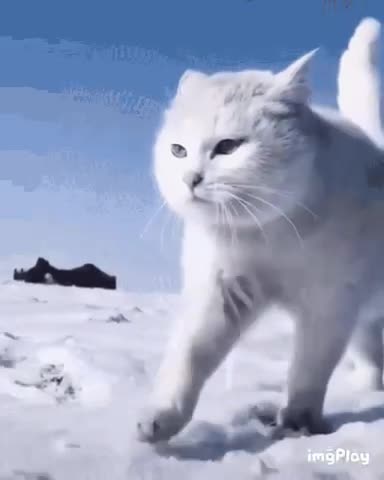 Cute Cat Gif