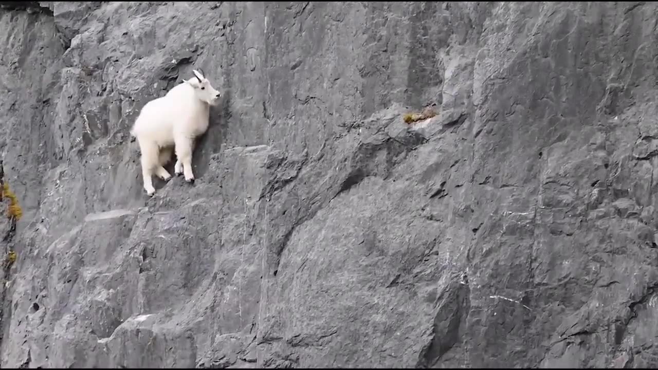 No Predator Can Catch Mountain Goats !!