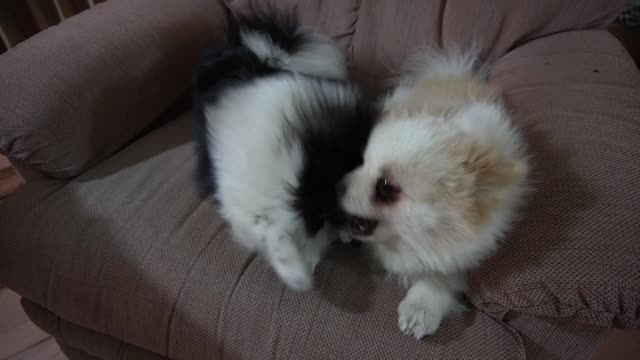 08-14-2021 Bijou & Panda playing on sofa early morning