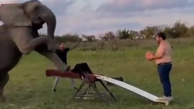 Wow think I can make it in the NBA😱😍#shorts #nba #elephant_2