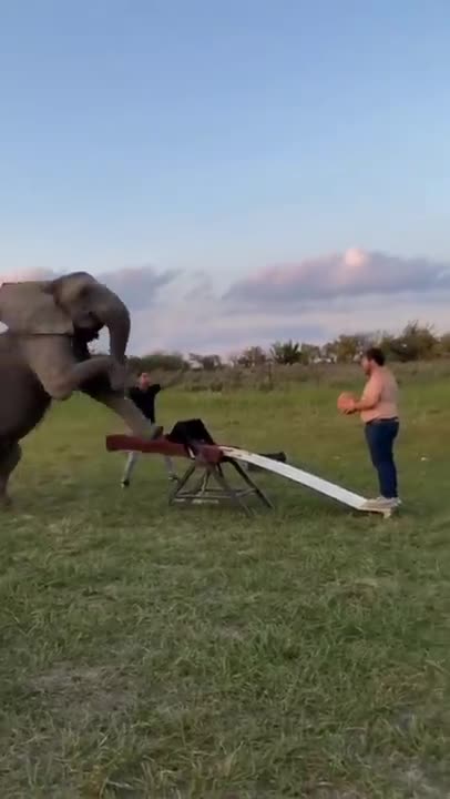 Wow think I can make it in the NBA😱😍#shorts #nba #elephant_2