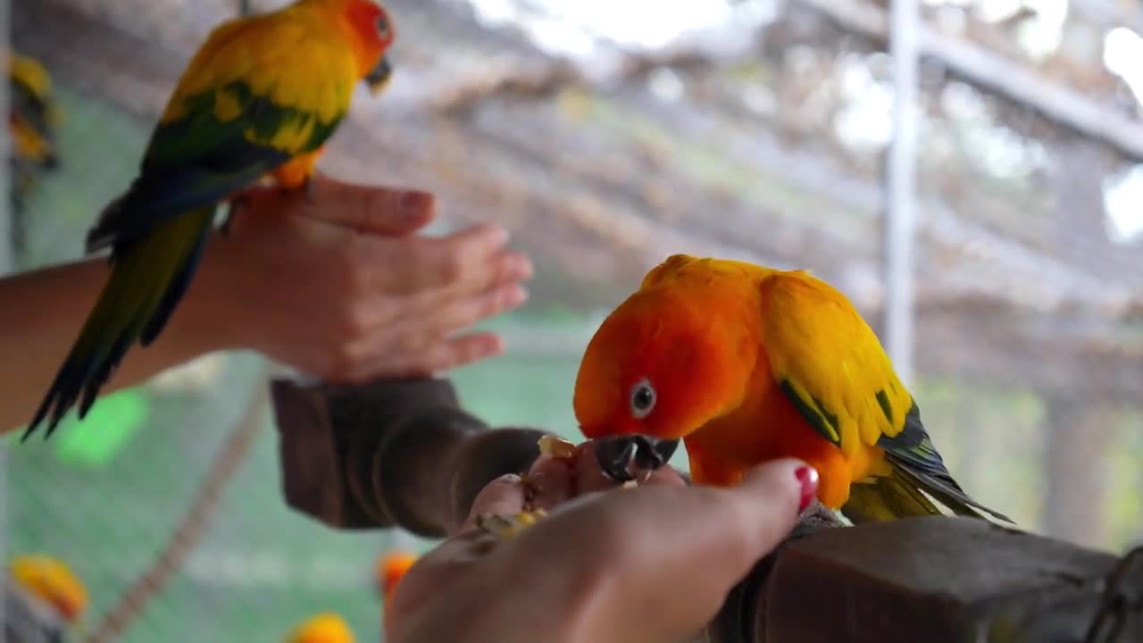 Feeding Colorful Parrots Sitting on Human Hand