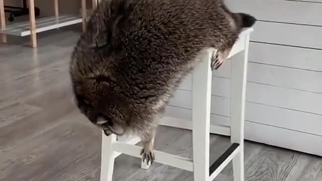 A very thicc trash panda