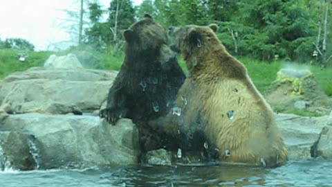 MN Zoo Grizzlies