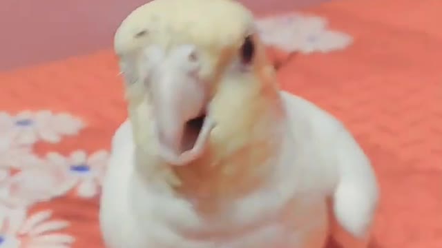 Mittu Birb | Subscribe to my channel 🐣