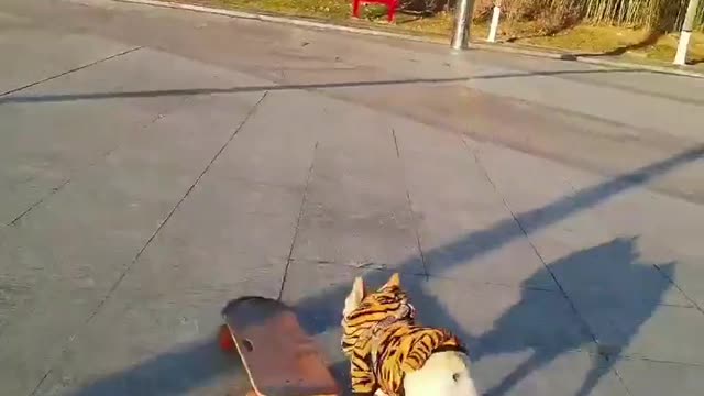 Skatedog 1