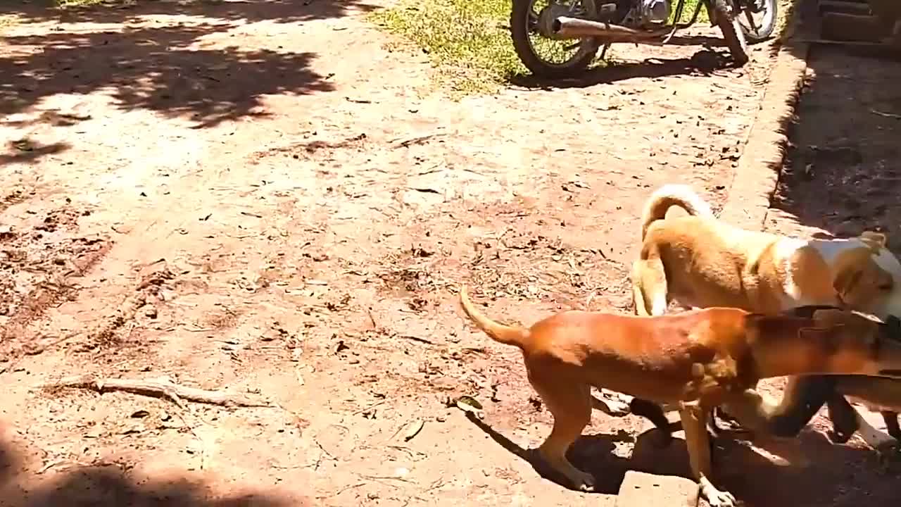 PERROS vs MONOS , PERROS ATACADOS POR MONOS , DOGS vs MONKEYS, DOGS ATTACKED BY MONKEYS