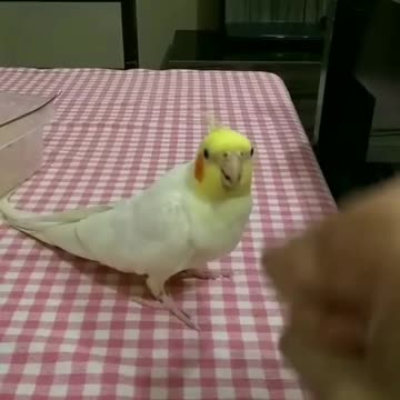 The cockatiel bird plays with its owner a toy of stone, paper, scissors