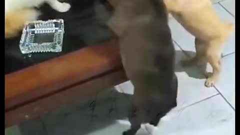 Cat vs dogs