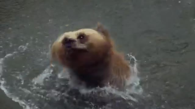 brown bear 🐻 in the water# wildlife video