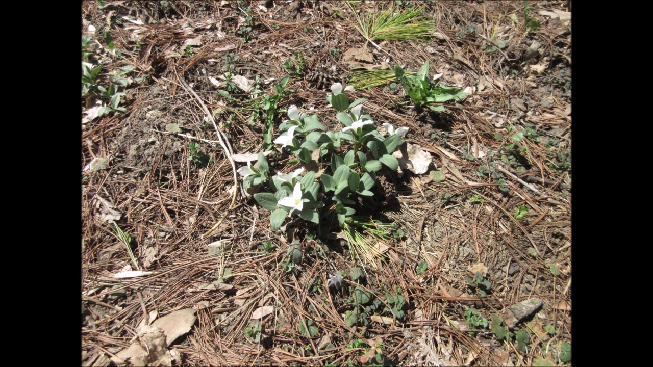 Harbinger Of Spring Snow Trillium April 2023