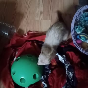 Ferret tail wagging fun!!!