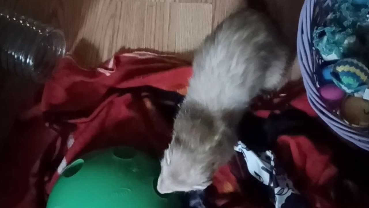 Ferret tail wagging fun!!!