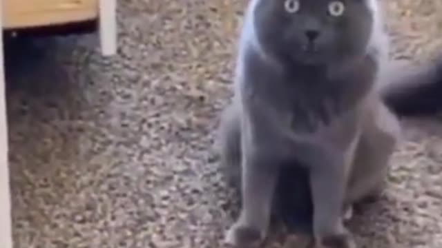 Funniest cats, the most of them part 5 #shorts