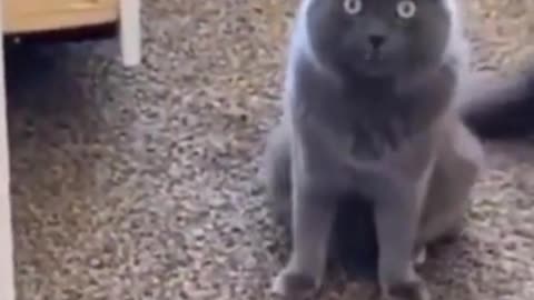 Funniest cats, the most of them part 5 #shorts