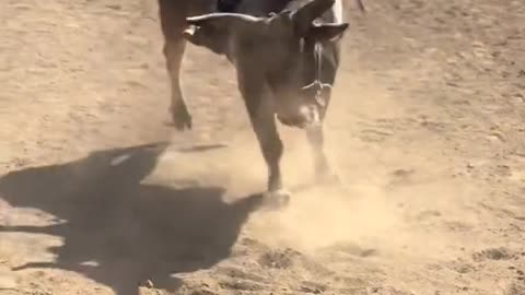 India ka behtareen Khel