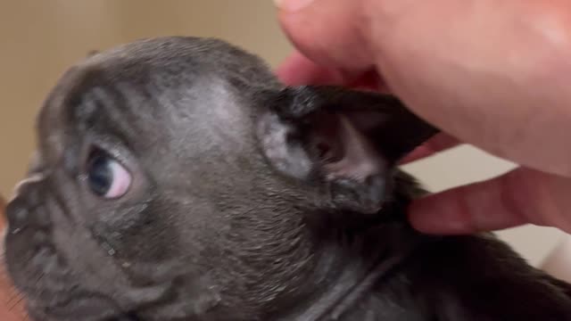 French Bulldog "Lola gets a Bath"