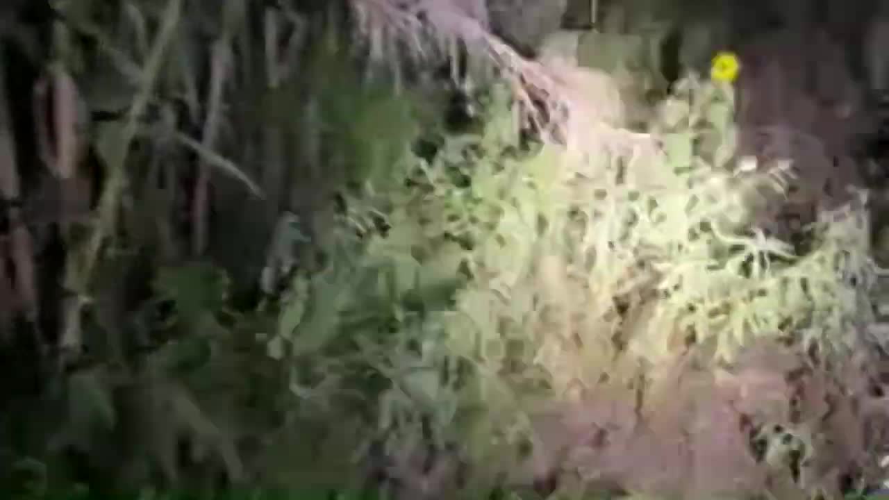 Live on the East Texas Border