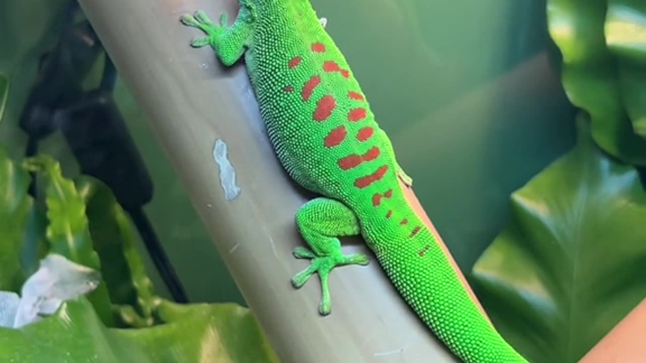 Giant Day Gecko Shedding Green