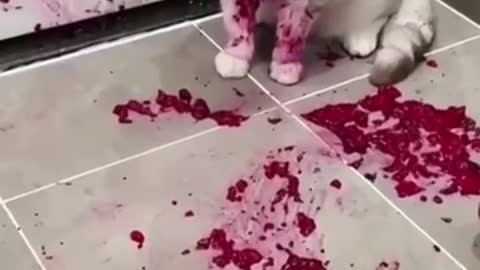 "Saw the beets. The rest is like a dream."