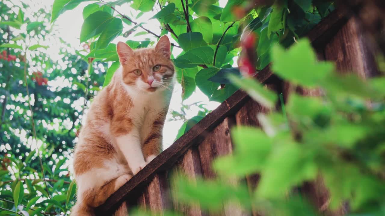 Stealing food on the fence