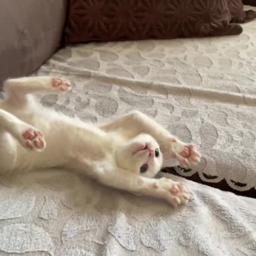 The kitten struggles to fight back, so cute