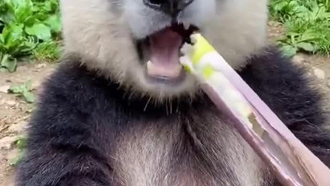 this excited panda is hungry to eat bamboo