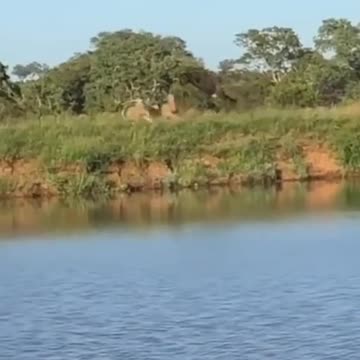 lions can't catch a break 💀