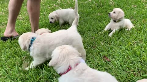 Pups in Evan's yard