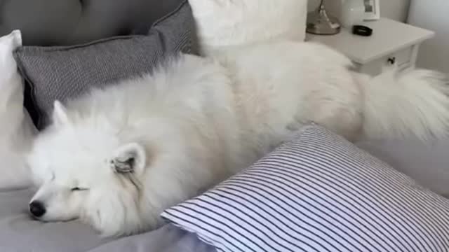 Who took a nap today
