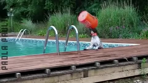 Cute & Funny Animals