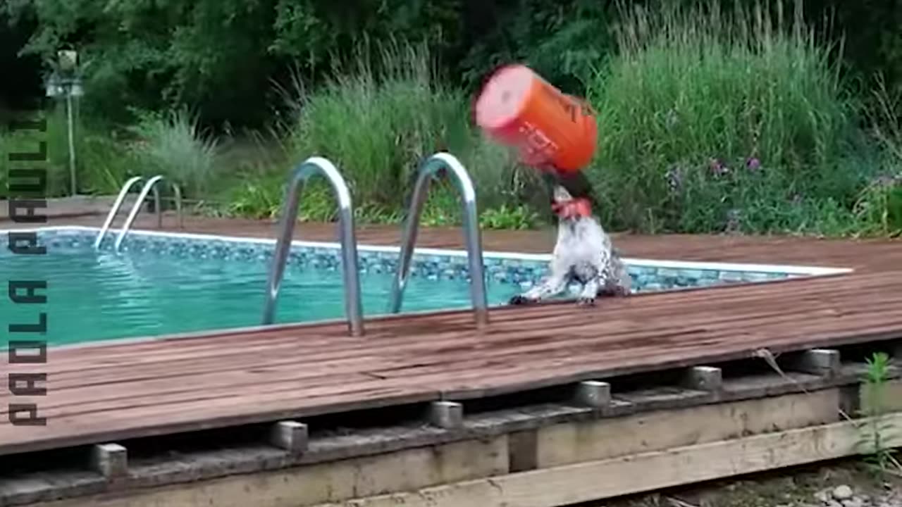 Cute & Funny Animals