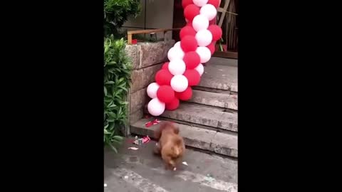 Puppy and Balloon